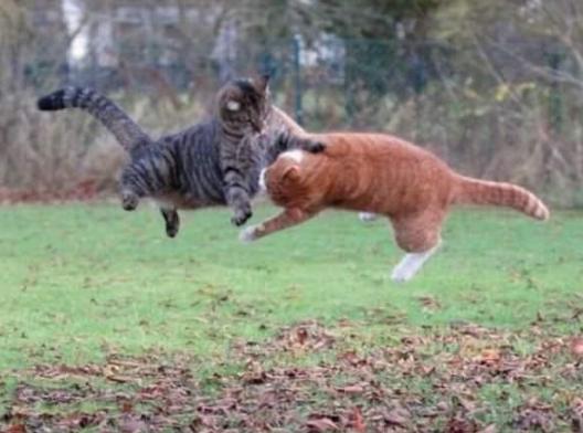 猫咪太调皮捣蛋了怎么办？调教猫咪调皮捣蛋的方法有吗？