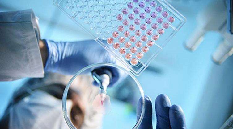 干细胞移植可以治疗肝硬化肝腹水,干细胞移植治疗肝硬化最新进展