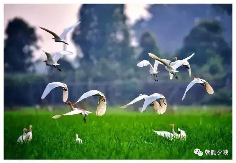 岐阳梧桐起凤环，鹭兮鹭兮寻不见（上）