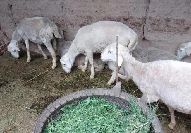 特别瘦的羊怎么调理,瘦羊如何调理饮食