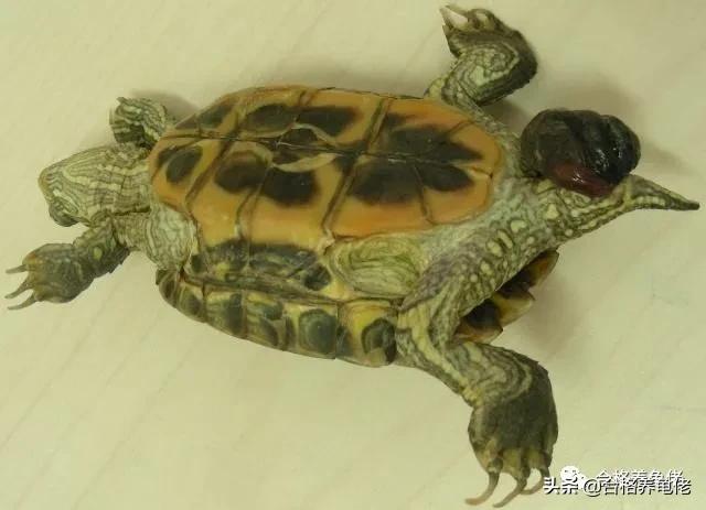 公龟生殖器出血是怎么回事,公龟生殖器坏死怎么办