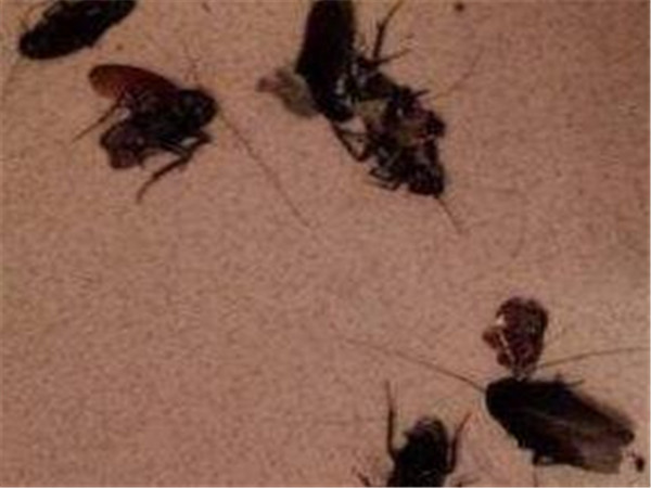 灭蟑螂小窍门最有效,灭蟑螂小窍门简单易学