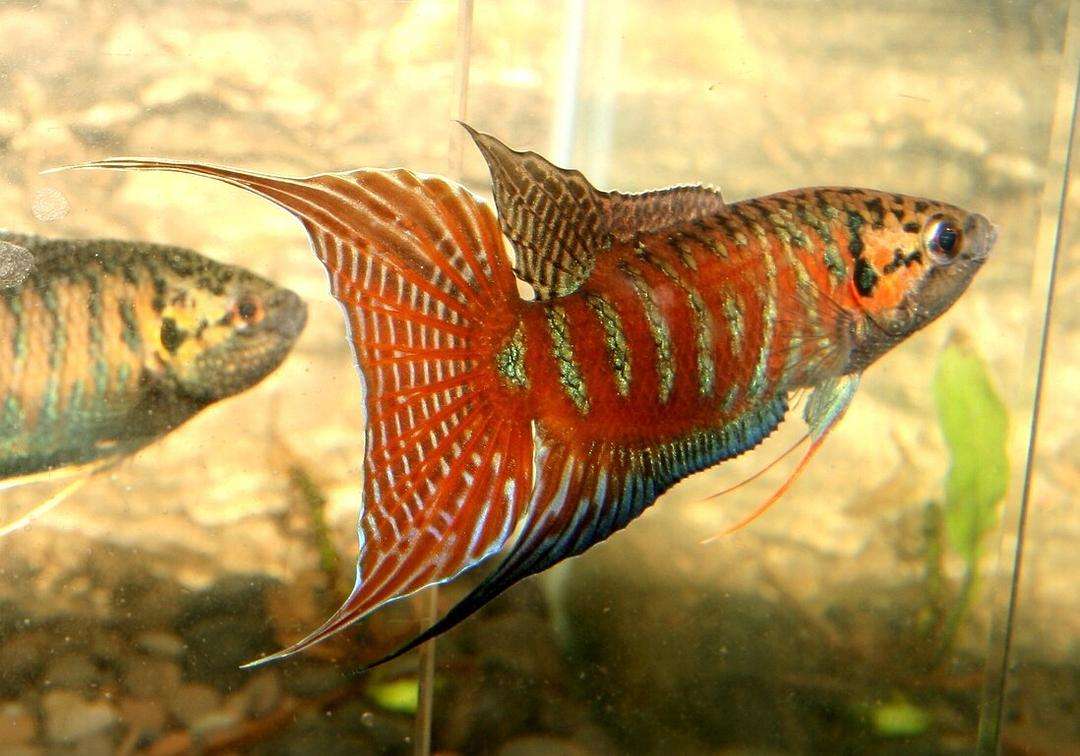 观赏鱼的种类都有哪些,观赏鱼原生品种