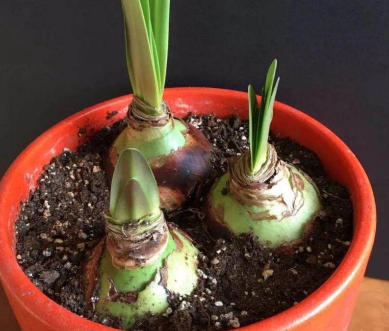 富贵大气的十种花,马上要开花的富贵花