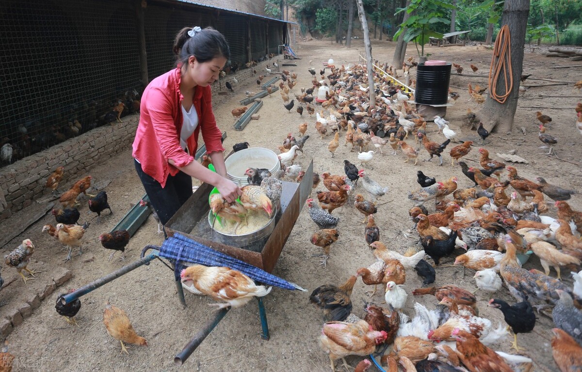 鸡群消瘦,鸡群突然厌食怎么治疗