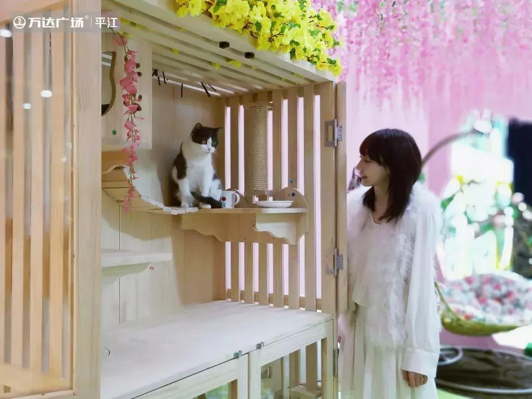 炸裂!因为一只猫,苏州人开启尖叫模式!