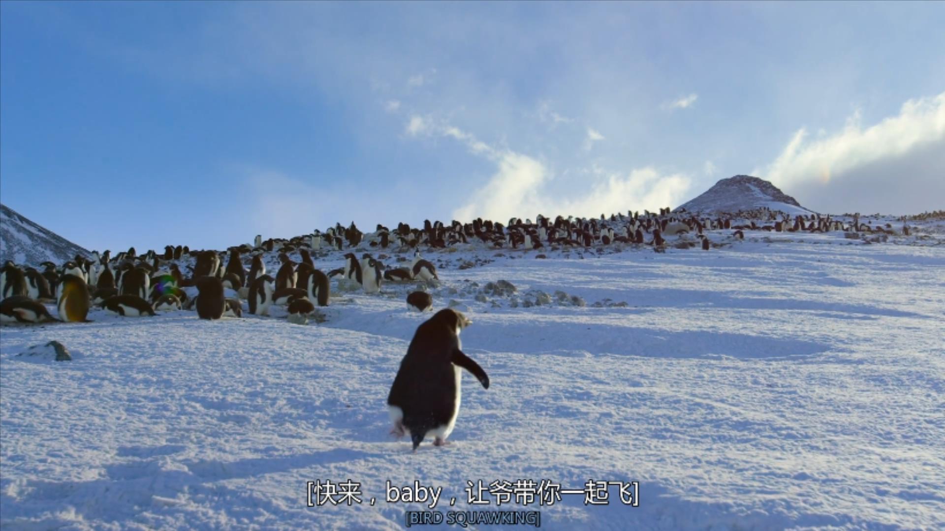大过年的,被这些小萌萌给笑掉了头