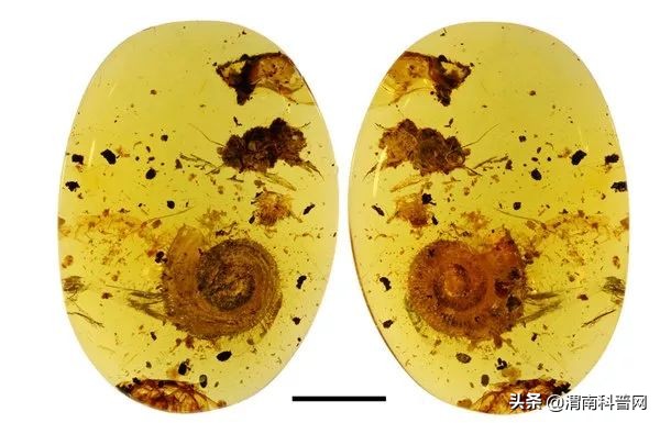 有鳞片的蜗牛,盘点所有的蜗牛