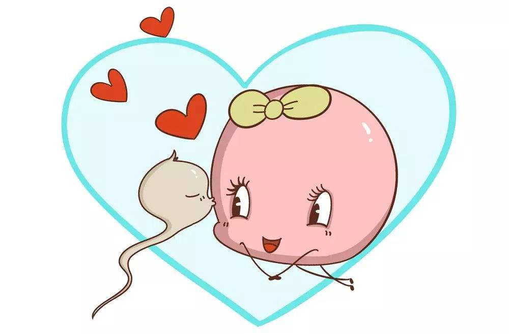 卵子质量差怎么打造高质量卵子,怎样养优质卵子优质精子