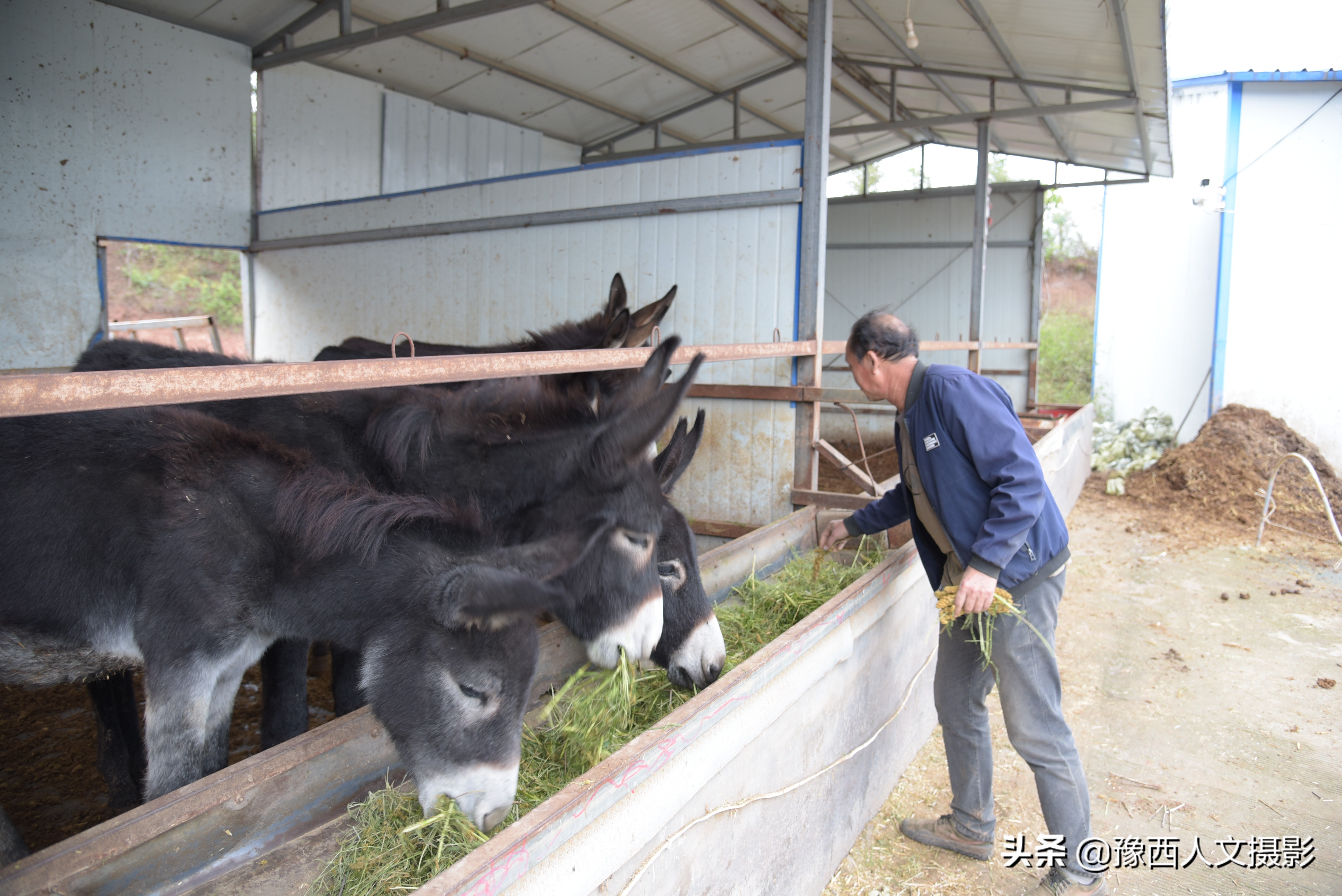 山西农村大爷养驴,农村大叔养驴的故事
