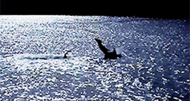 严打非法经营野生动物,贩卖野生保护动物如何处罚