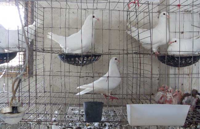 鸽子中暑用什么中药好,高温天气怎样预防鸽子中暑