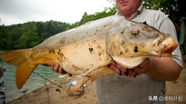 麦粒做钓饵可以钓什么鱼,制作麦粒钓饵最简单方法