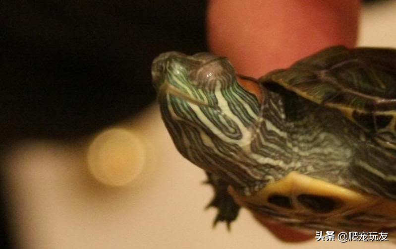 如何治疗龟龟白眼病,龟的白眼病用什么泡