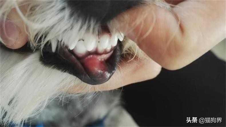 狗狗牙龈的正常颜色及图片,狗狗牙龈处为什么会发红
