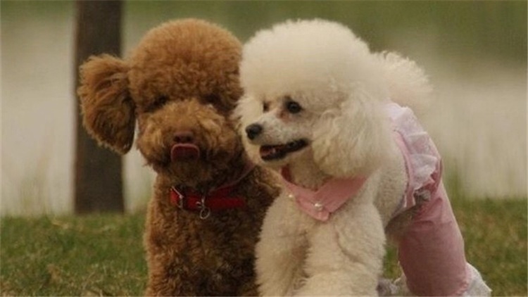 狗子夜里不睡觉咋办,狗子总是趴着想睡觉不愿起来玩