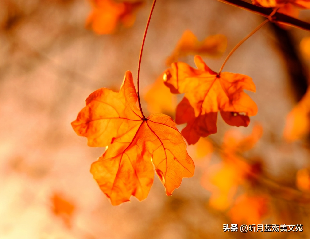 有种真爱叫忍着不联系却天天想你,有一种深爱叫天天想你却不能相见