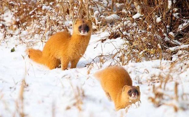 毛笔如何分辨好与不好,毛笔应该如何选择