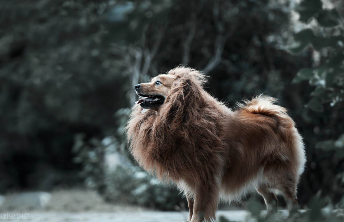 中华田园犬才是本地犬，具有宠物犬不具备的优点，凭啥叫我土狗？