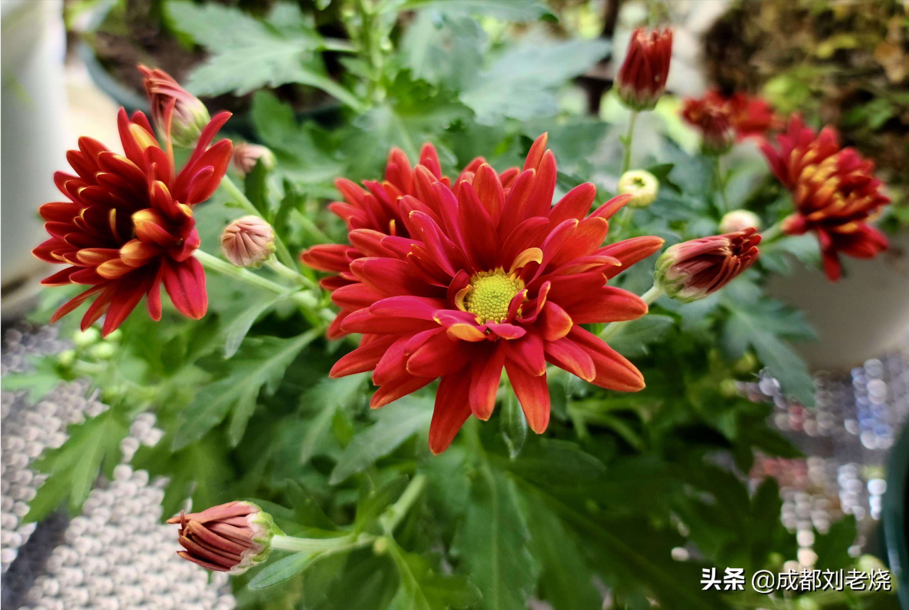 三星s20ultra韩版最大的缺点,三星手机s20ultra与s20+