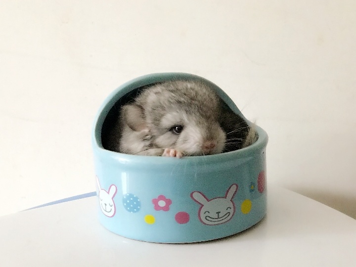 在米拍聚众吸猫吸狗是一种怎样的体验？