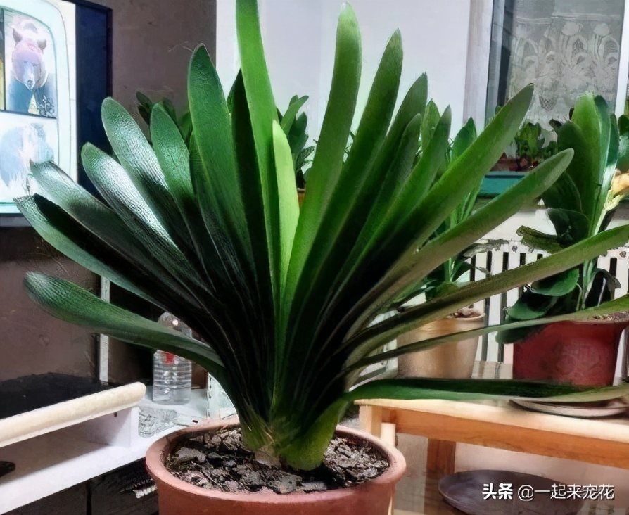 给君子兰换盆盆底加黑黄豆好不好,换盆君子兰盆底放什么好