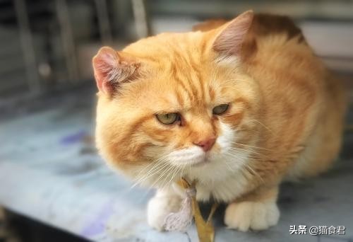 一般猫舍老猫如何处理,老年猫的最佳照顾方法