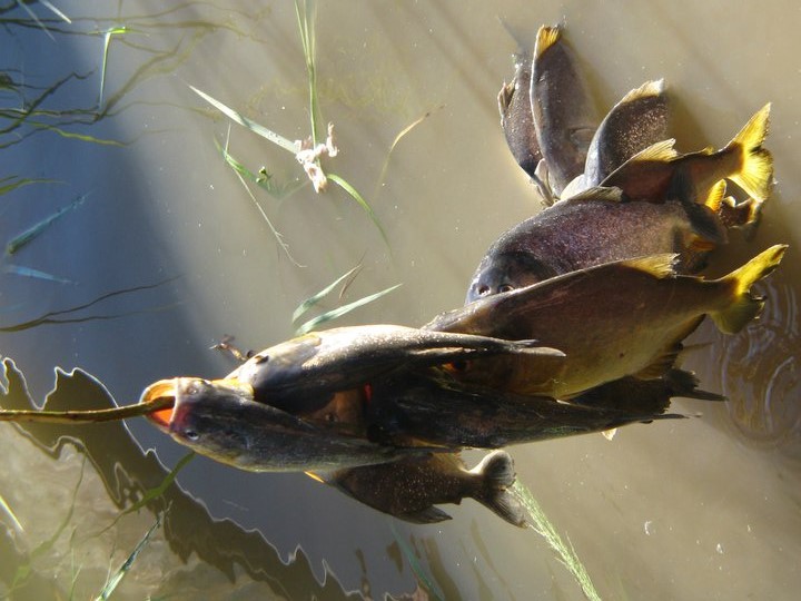 这才是最真实的国外钓鱼人，别崇洋媚外了，原来我们都被骗了