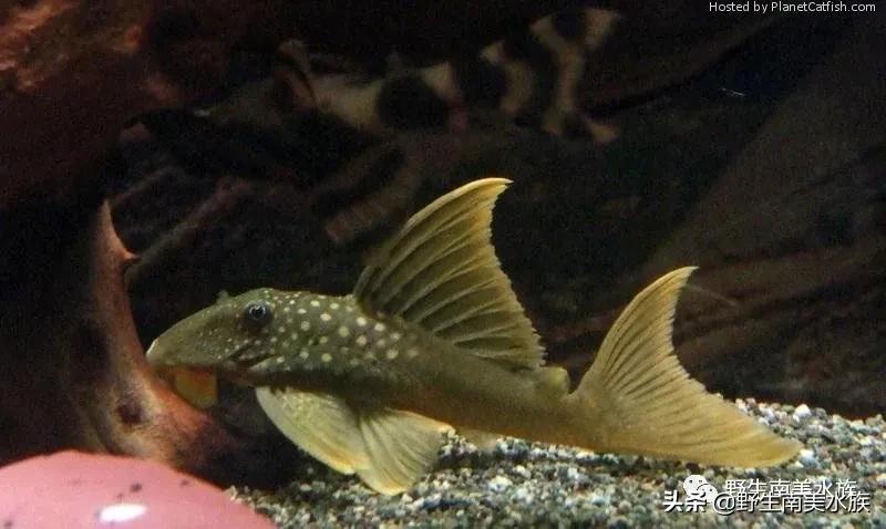 每天认识一种鱼,鲨帆金钻