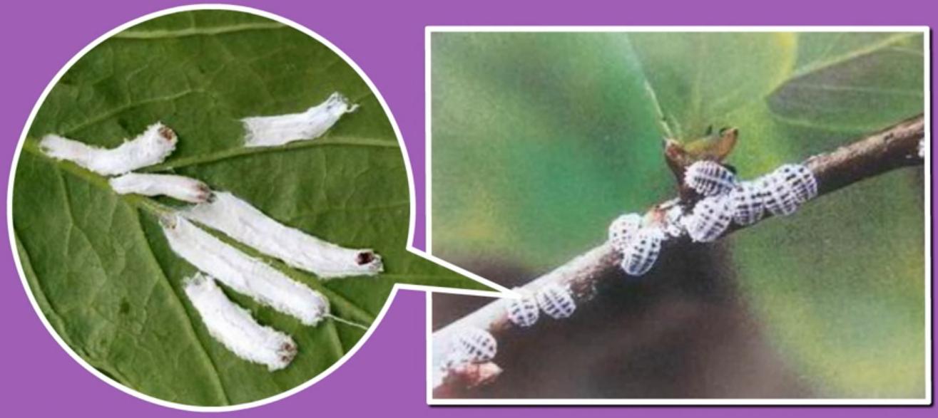 柿子蚧的用药时间,柿子树上的蚧虫用什么药打