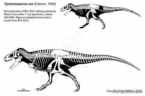 最珍贵的恐龙化石拍卖几十亿,史上最巨型恐龙