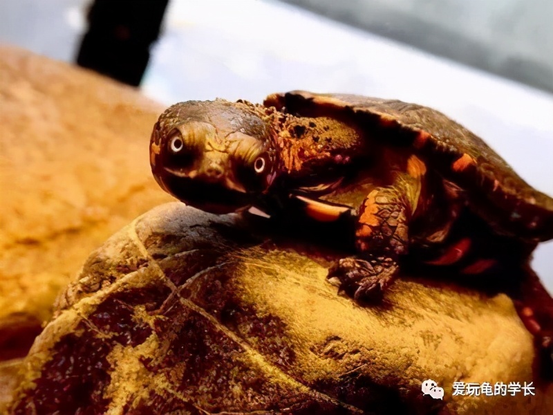 龟应激有什么表现,龟应激反应是啥意思