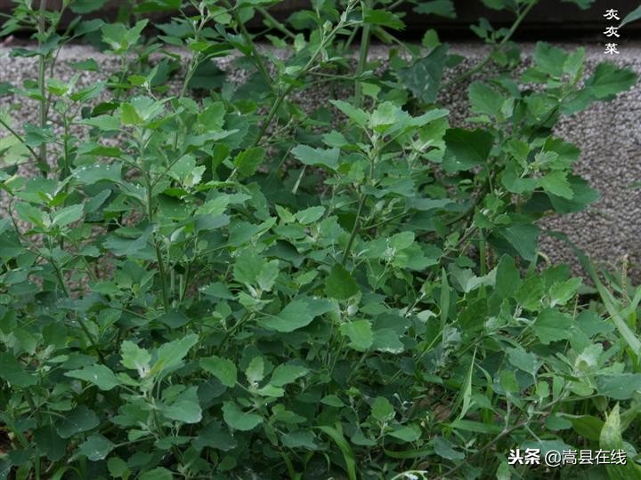 农村身边常见中草药不要错过这些宝贝！