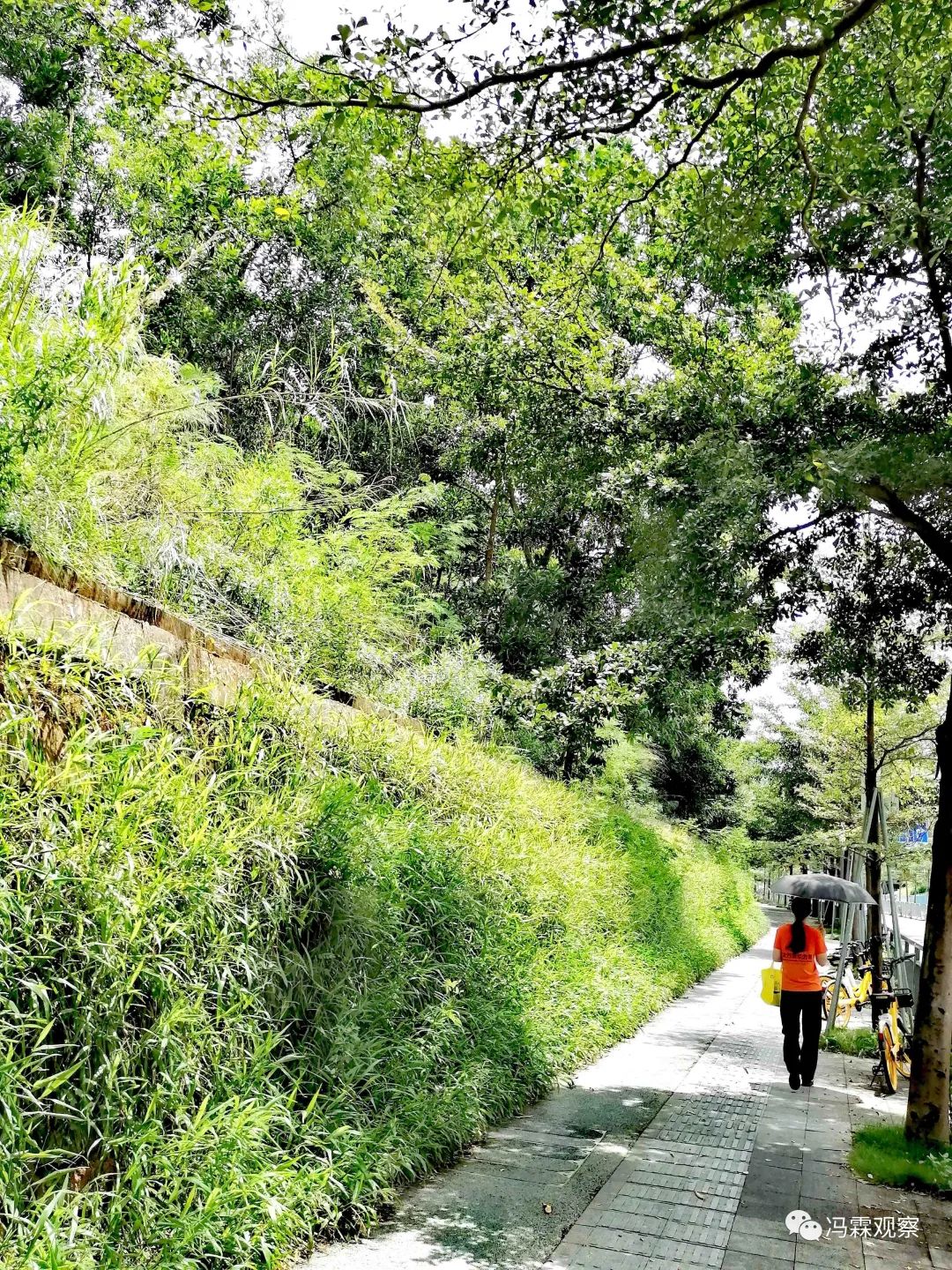 从清茶中飘出来的悠美短文！（文化观察之一O三）