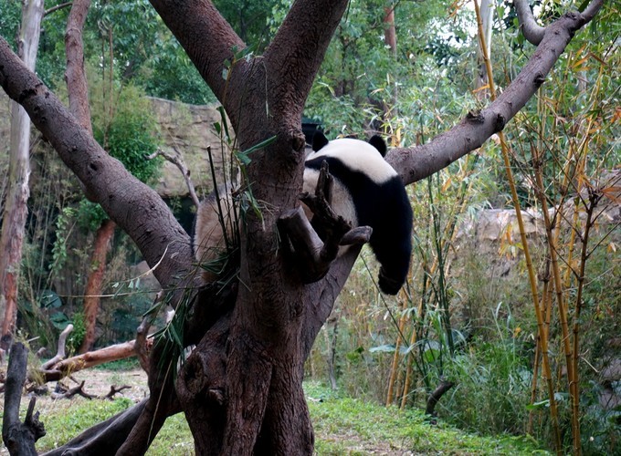 广州长隆动物园春节游玩攻略,广州长隆动物园儿童游玩区域