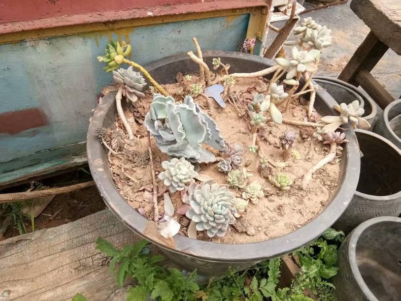 春天多肉怎么打理才好看,多肉一个月不见太阳会怎样