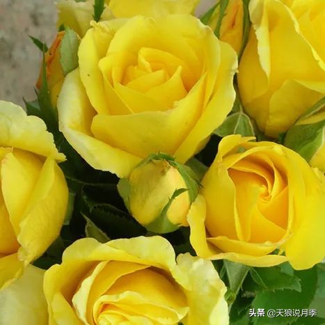 清新淡淡的月季花香水推荐,月季花香的香水有哪些