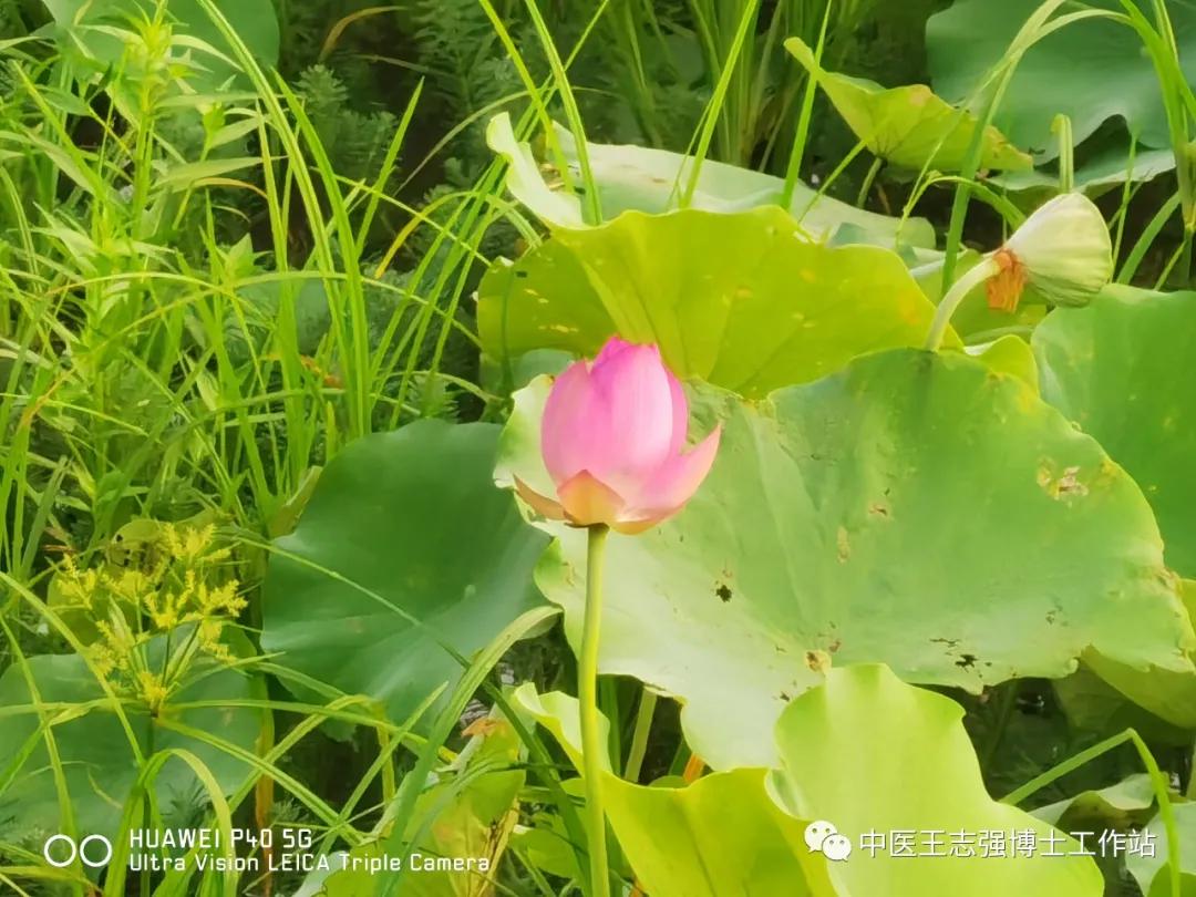 狼疮指南解读,狼疮肾炎临床医疗指南