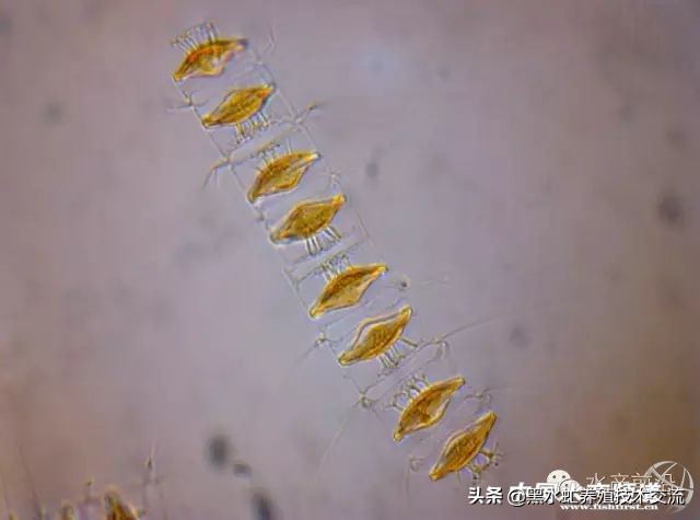 水产藻类大全图片,水产藻类知识大全