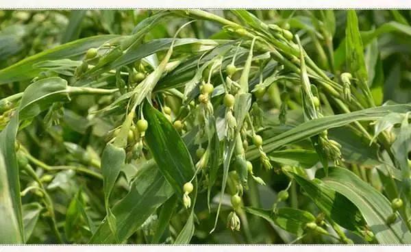 中药学利水渗湿讲解视频,利水渗湿药讲解视频