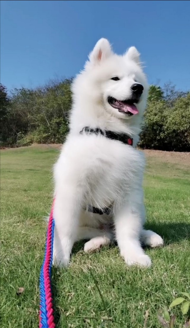 我家萨摩耶不吃蔬果,萨摩不吃狗粮但是吃肉