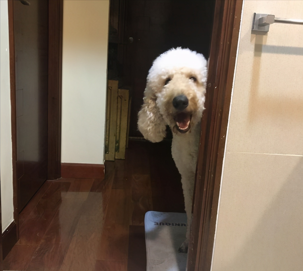 泰迪出现这几种异常行为，是因为它“缺爱”