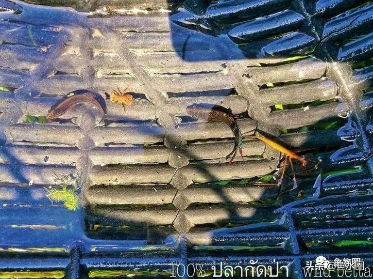 泰国斗鱼和中国斗鱼的杂交品种,中国斗鱼与泰国斗鱼哪个更厉害