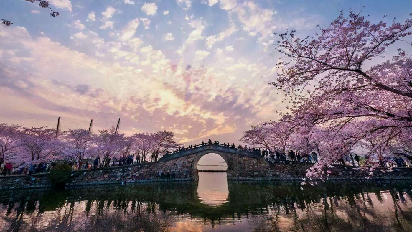 武大的樱花和东湖的樱花,重邮樱花和武大樱花