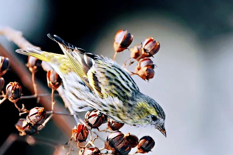 黄雀鸣叫欣赏,黄雀翅膀羽毛