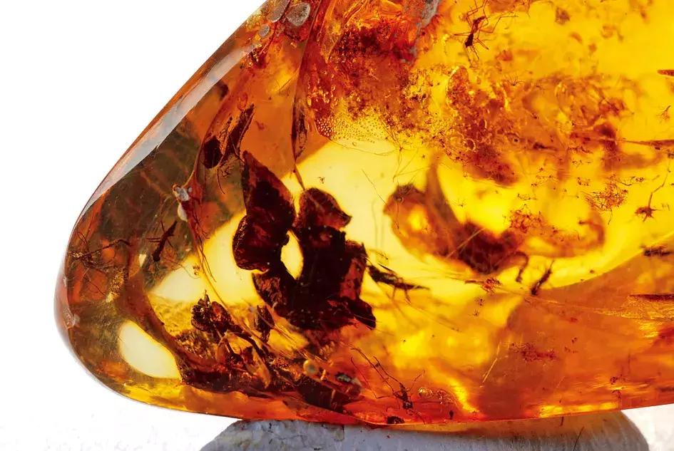 波罗的海琥珀磨砂,波罗的海琥珀血珀