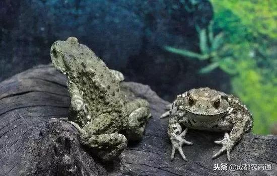 癞蛤蟆身上的白浆和皮是珍贵的中药材！一斤能卖上万元