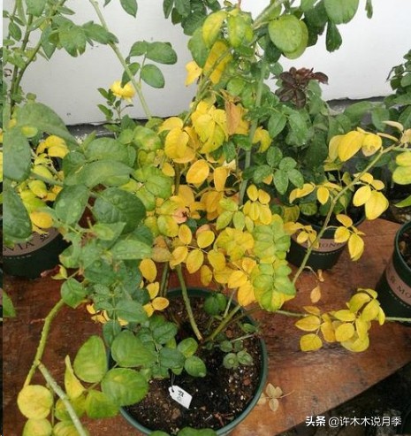 月季黑杆烂根用什么药,月季扦插黑杆了怎么救