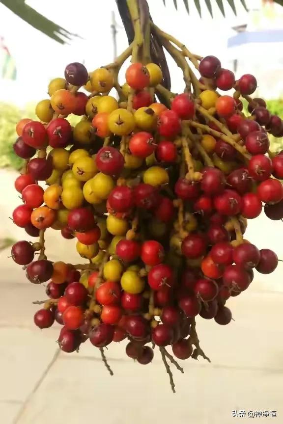 悠悠岁月背面,悠悠岁月背面分解