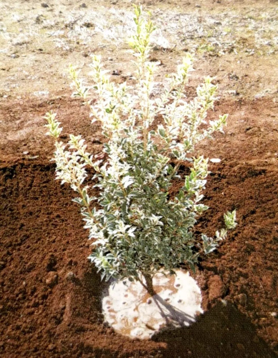 种植小树苗的正确步骤图片,新种植的小树苗一个月能长啥样